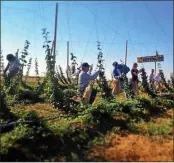  ?? VACAVILLE REPORTER ARCHIVES ?? Workers pick hops at Ruhstaller Brewing Company in Dixon.