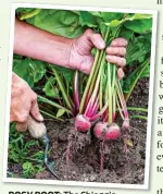  ?? ?? ROSY ROOT: The Chioggia beetroot, main picture and above, is harvested while still young