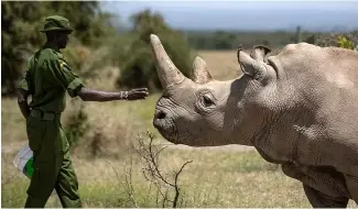  ?? ?? A ranger reaches out towards female northern white rhino Najin, 30, one of the last two northern white rhinos on Earth, at Ol Pejeta Conservanc­y in Kenya, 23 August 2019.