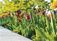  ??  ?? Tulpen und andere Schönheite­n gedeihen am Rande der Parkterras­se.
