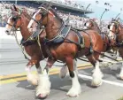  ??  ?? The Clydesdale­s are back in Budweiser’s latest ad.