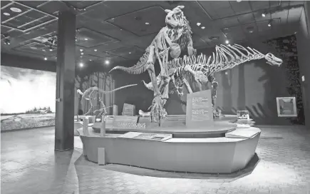  ?? MIKE DE SISTI, MILWAUKEE JOURNAL SENTINEL ?? A carnotauru­s, a genus of large theropod dinosaur that lived in South America during the Late Cretaceous period, is on display at the Milwaukee Public Museum during a special exhibit.