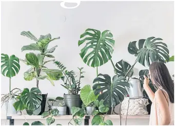  ?? ?? ● A committed gardener water-sprays her expansive indoor plants collection