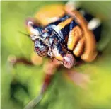  ?? THE OKLAHOMAN FILES ?? A cicada sits in a tree in 2010. In June, 17-year cicadas will emerge in huge numbers in parts of southern Wisconsin.