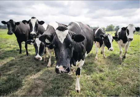  ?? DARRYL DYCK/THE CANADIAN PRESS ?? Analysts caution that Canada’s concession­s on dairy to the U.S. could have serious consequenc­es for the Canadian dairy industry. The new USMCA ends the Class 7 pricing system and places restrictio­ns on Canada’s global exports of certain dairy products.