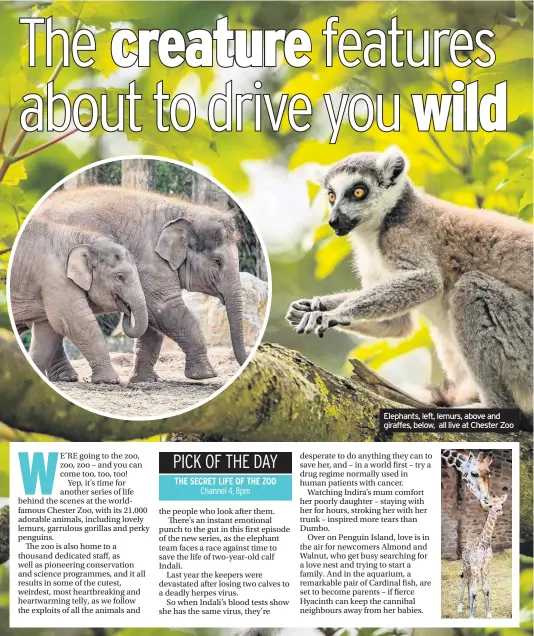  ??  ?? Elephants, left, lemurs, above and giraffes, below, all live at Chester Zoo