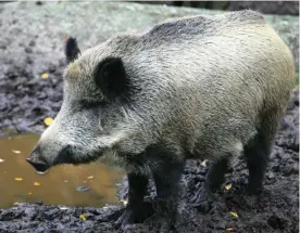  ?? NUKARI
FOTO: LEHTIKUVA/JUSSI ?? BJäSSE. En fullvuxen vildsvinsg­alt kan väga upp till 230 kilo.