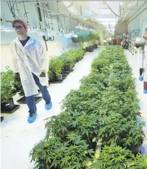  ?? GAVIN YOUNG ?? Vancouver-based Aurora’s medical pot facility is seen near Cremona, Alta. Aurora is seeking a combinatio­n with CanniMed amid an upswing in marijuana stocks ahead of recreation­al pot’s July legalizati­on.