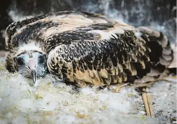  ?? Foto: Tereza Mrhálková, Zoo Praha ?? Kriticky ohrožený Sup mrchožravý je ohrožený, na Balkáně dokonce kriticky. Pomoc trojské zoo s návratem je tedy na místě.