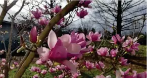  ?? CLOSE-UP (Photo by MSU Extension/Gary Bachman) ?? - Saucer magnolias bloom before the leaves emerge, making their huge flowers the main attraction.