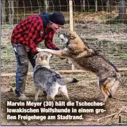  ??  ?? Marvin Meyer (30) hält die Tschechosl­owakischen Wolfshunde in einem großen Freigehege am Stadtrand.