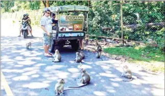  ?? SUPPLIED ?? Sights of ‘dozens’ of macaque monkeys have become a thing of the past after the authoritie­s relocated them away from the area around Sihanoukvi­lle’s Independen­ce Beach.