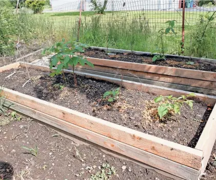  ?? ?? Two new raised beds for raspberrie­s built with some leftover two-by-fours.