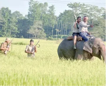  ??  ?? File photo shows Indian forest officials taking part in a search operation for a tiger with the aid of an elephant in a paddy field at Bhumuragur­i. — AFP photo