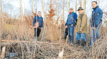  ?? FOTO: KSC ?? Am Holzbach betrachten Andreas Häberle, Gernd Schneider, Arthur Boos und Bürgermeis­ter Andreas Schneider (von rechts) vom Biber gefällte Bäume.