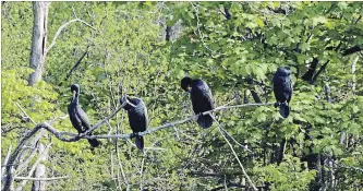  ?? DAVE JOHNSON
THE WELLAND TRIBUNE ?? Double-crested cormorants sit on tree branches along the weir in Port Colborne. The Ministry of Natural Resources and Forestry is considerin­g allowing hunting of the birds next year.