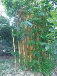  ??  ?? This is Golden Buho, a bamboo variety that could be planted to suppress cogon growth. What Domingo Alfonso used was Kawayan Tinik in Pililla, Rizal.