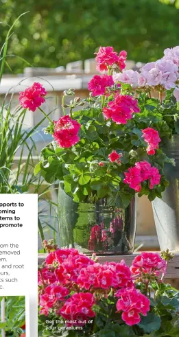  ?? ?? Get the most out of your geraniums
Give bedding plants a good weekly soaking. If it’s hot, you’ll be tempted to do so more often, but once a week is better than little and often, which encourages surface rooting. Check hanging baskets daily.