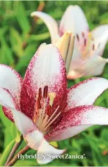  ??  ?? Hybrid lily ‘Sweet Zanica’.