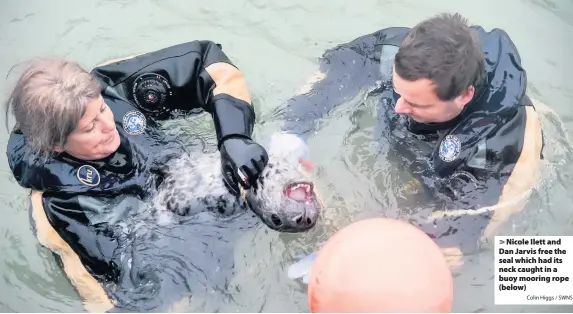  ?? Colin Higgs / SWNS ?? Nicole Ilett and Dan Jarvis free the seal which had its neck caught in a buoy mooring rope (below)