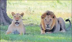  ?? SOURCED ?? ■
A pair of big cats sitting in the shade of a tree in Etawah Lion Safari.