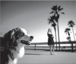  ??  ?? TERRA and Cash on the Balboa Pier. She wrote out a note and put it in her drawer. If anything happened to her, it said, she wanted her ex-boyfriend to get the miniature Australian shepherd.