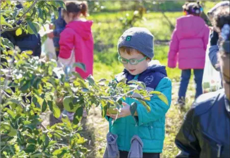  ?? EMily overDorF — For DigitAl FirSt MeDiA ?? rupert elementary School kindergart­ner Jace Mclincy picks himself a winner during a recent field trip to Frecon Farms in Berks county.