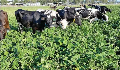  ?? PHOTO: CONTRIBUTE­D ?? SOIL TEMPS: Agronomist Paul McIntosh discusses the best options for cropping in the warmer months.