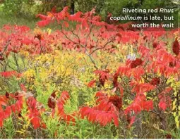  ??  ?? Riveting red Rhus copallinum is late, but worth the wait