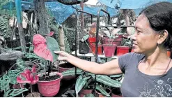  ?? —CHRISQUINT­ANA ?? TWOSHADES Rhoda Felix says the “doble kara” (double shade, or having two faces or colors) type Caladiumis­among the bestsellin­g potted plants in her garden in Bay, Laguna.