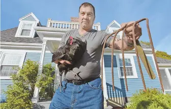  ?? Staffphoto­bypatRICKW­hIttEMoRE ?? FOX KILLER: Ipswich resident Scott Waiswilos, holding his chicken Wilma yesterday, displays the rake he used to kill a rabid fox at his home.