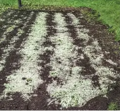  ??  ?? Dealing with an old, weedy lawn. The homeowner added more topsoil, aided by a commercial seeding system such as Grotrax, a blanket embedded with seed.