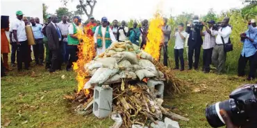  ??  ?? Ogbeh sets fire to some of the confiscate­d fake seeds in the market