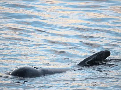  ?? Pictures: Kenny Smith. ?? Left: Members of the public and the British Divers Marine Life Rescue watch one of the stricken whales. Right: One of the mammals in the Firth of Forth.