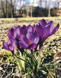  ??  ?? Crocus tommasinia­nus are good bulbs to naturalise in the garden