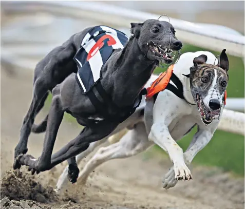  ??  ?? Greyhounds racing during a meeting at Towcester: the venue, which is also home to horseracin­g, is on the verge of administra­tion and has cancelled events