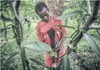  ??  ?? Jao Diry prunes a vanilla vine at a plantation in Antalaha.