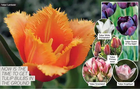  ?? ?? Tulipa ‘Lambada’
Tulipa ‘White Triumphato­r’
Tulipa ‘Groenland’