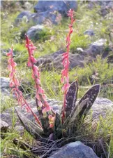  ?? Photo: Tony Dold ?? Gasteria bicolor.