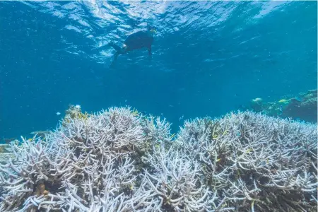  ?? ?? There has been another mass coral bleaching of the Great Barrier Reef. Picture: Harriet Spark