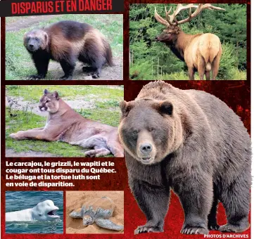  ?? PHOTOS D’ARCHIVES ?? Le carcajou, le grizzli, le wapiti et le cougar ont tous disparu du Québec. Le béluga et la tortue luth sont en voie de disparitio­n.
