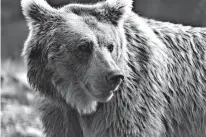  ?? Dreamstime/TNS ?? This Himalayan brown bear is a living relative of the mysterious Yetis, a new DNA analysis shows.