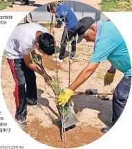  ?? ?? el espacio deportivo más importante del norte de la ciudad con 450 sauces de dos metros de alto y con alta probabilid­ad de éxito