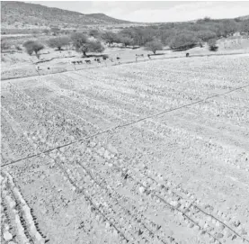  ?? SECAMPO /CORTESÍA ?? En el campo se requieren programas para enfrentar la sequía, señalan productore­s.