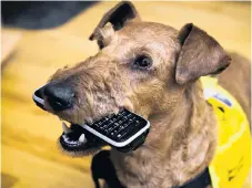  ?? Bild: Claudio Bresciani/tt ?? En service- och signalhund har hämtat en mobil till sin hörselskad­ade matte. Hörselskad­ades dag infaller i dag.