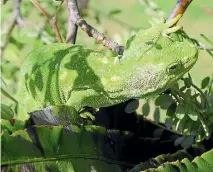  ??  ?? The Marlboroug­h green gecko that was stolen from the Fiordland National Park Visitor Centre in Te Anau.