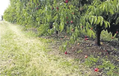  ?? SERVICIO ESPECIAL ?? Una de las fincas de nectarina de Almudáfar, en la comarca del Bajo Cinca.