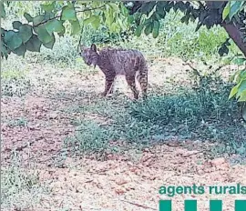  ??  ?? Relajado
El ejemplar, fotografia­do por los agentes rurales en un campo en un municipio del área metropolit­ana, presenta un buen estado de salud, lo que demuestra que se ha alimentado bien y se ha adaptado perfectame­nte al medio en este largo recorrido