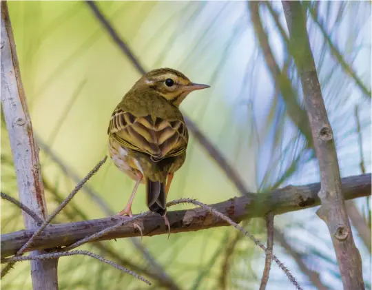  ?? ?? TEN: Olive-backed Pipit (Fuertevent­ura, Canary Islands, 30 December 2012). With its short hind claws, stout bill and tree-perching behaviour, this is clearly either a Tree or an Olive-backed Pipit. From this angle the identifica­tion is pretty straightfo­rward, the combinatio­n of a plain unstreaked mantle, prominent superciliu­m (buff before the eye) and dark and pale marks in the rear of the ear coverts clearly indicating that this is an Olive-backed Pipit.