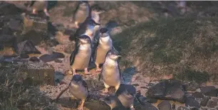  ?? ASANKA BRENDON RATNAYAKE/NEW YORK TIMES ?? Penguins walk up from the shore at dusk in July on Phillip Island, Australia.